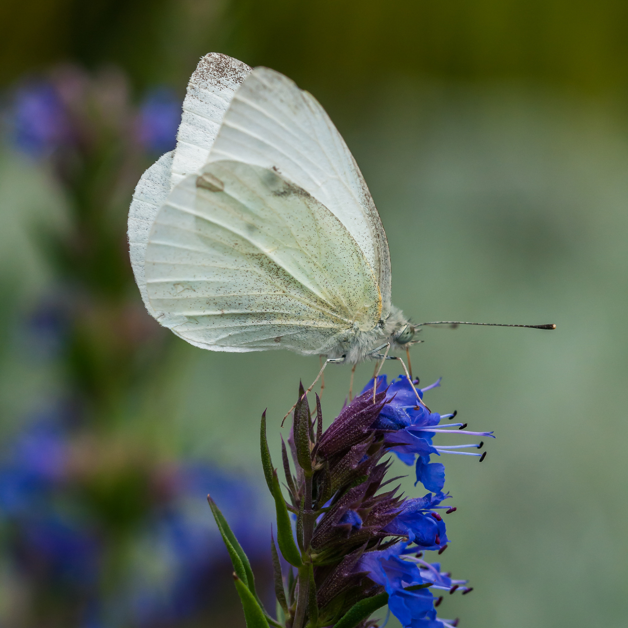 Sigma 105mm F2.8 EX DG OS HSM sample photo. Butterfly on blue photography