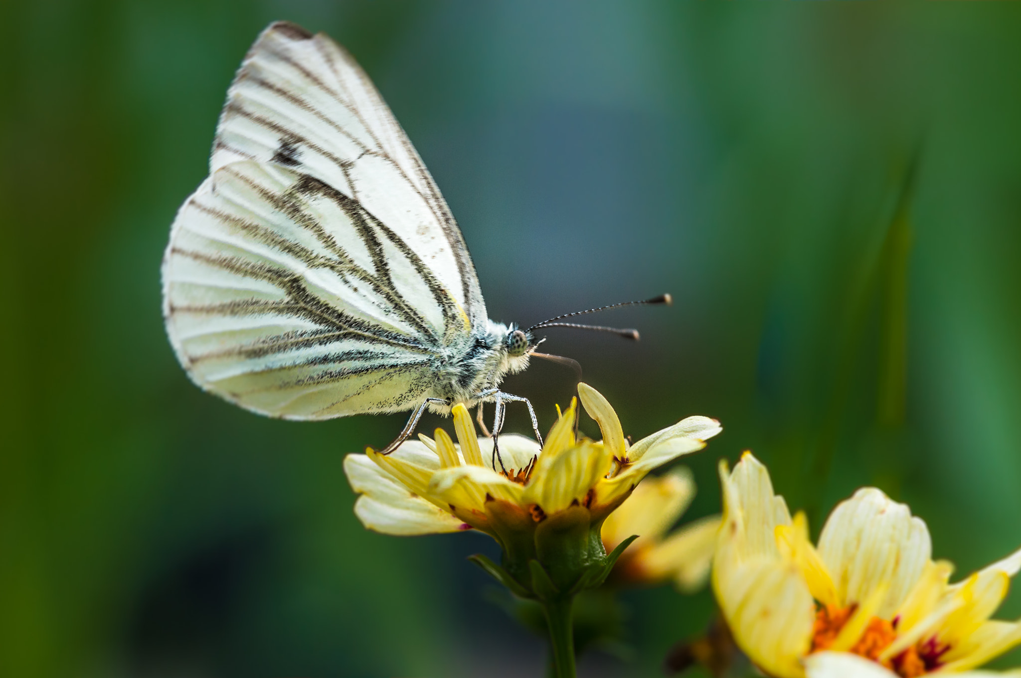Sigma 105mm F2.8 EX DG OS HSM sample photo. Butterfly on yellow photography