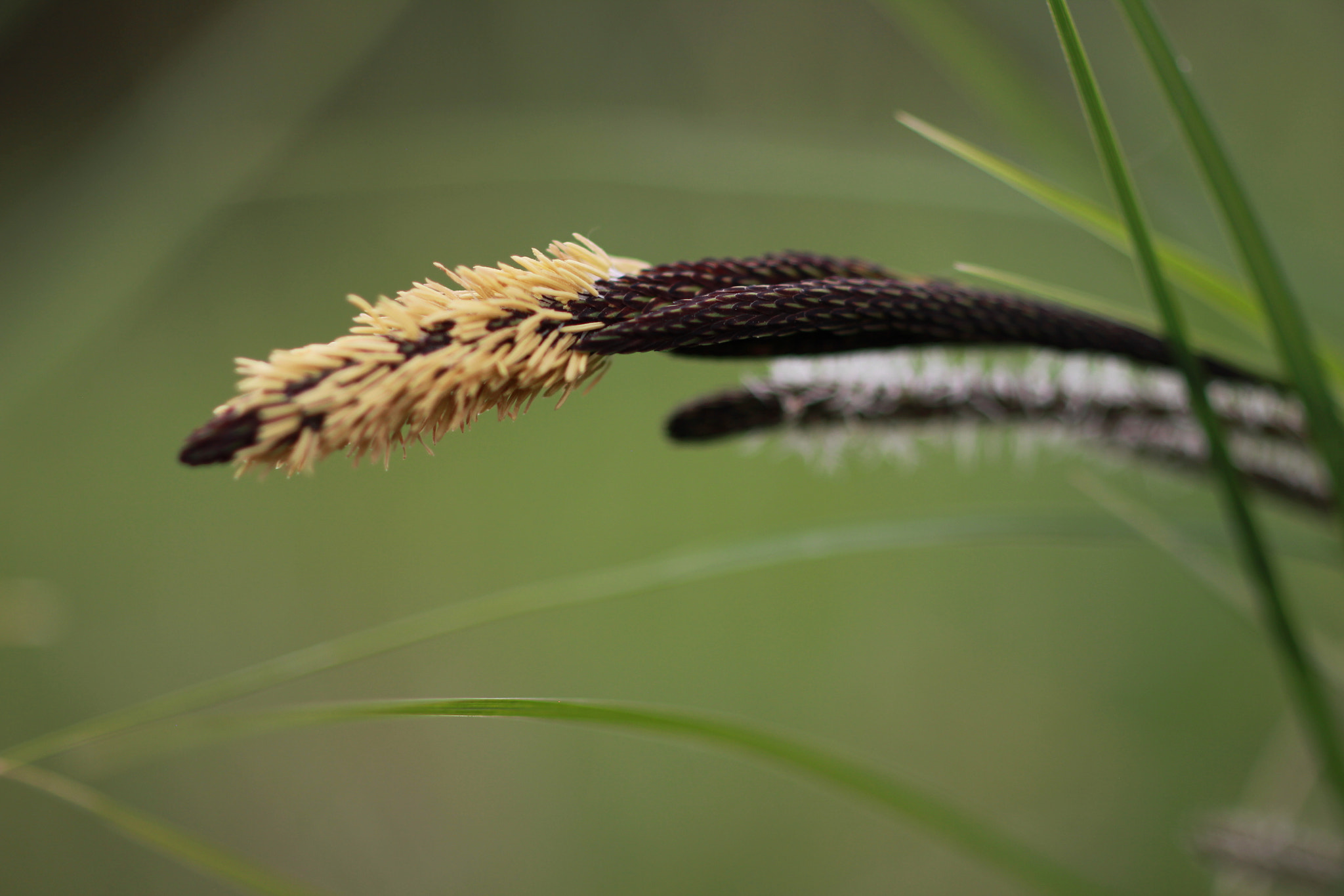 ZEISS Makro-Planar T* 50mm F2 sample photo