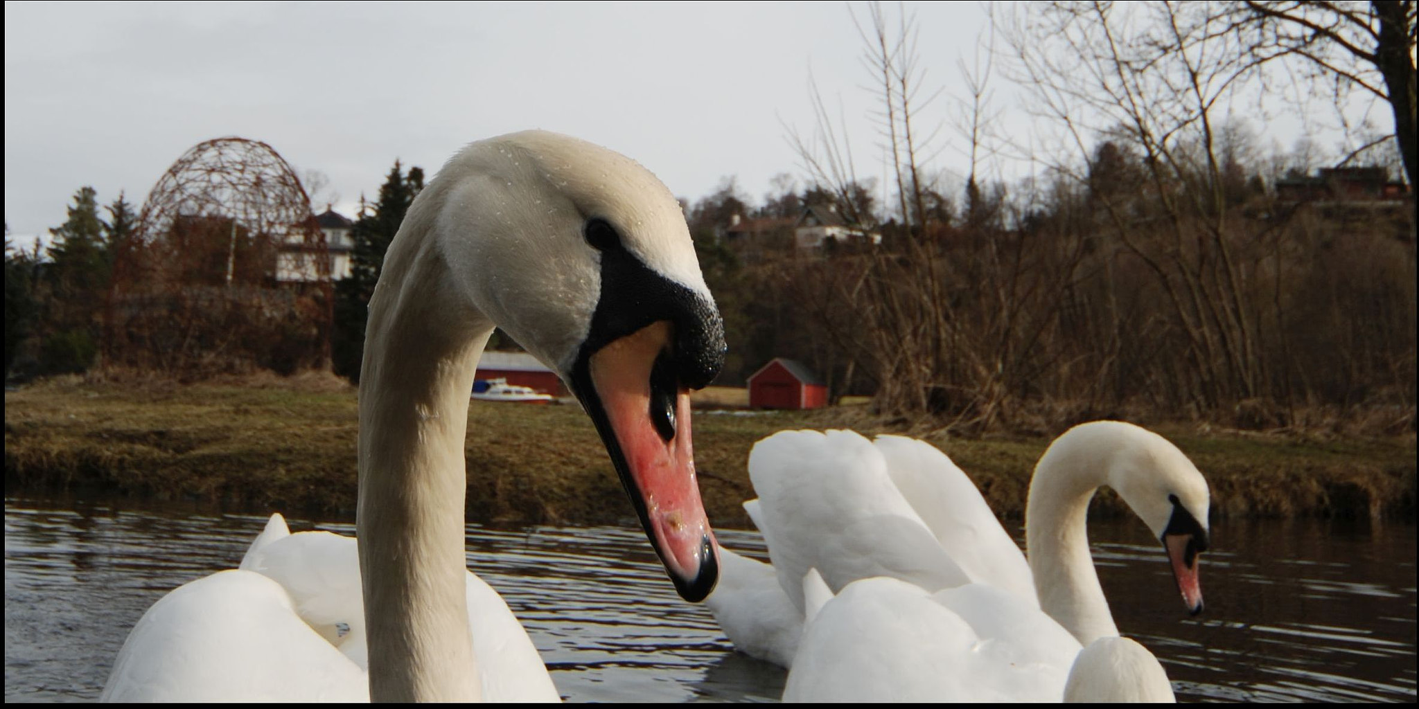 Nikon D80 + Sigma 12-24mm F4.5-5.6 EX DG Aspherical HSM sample photo. Swan-pair. march 2016. photography