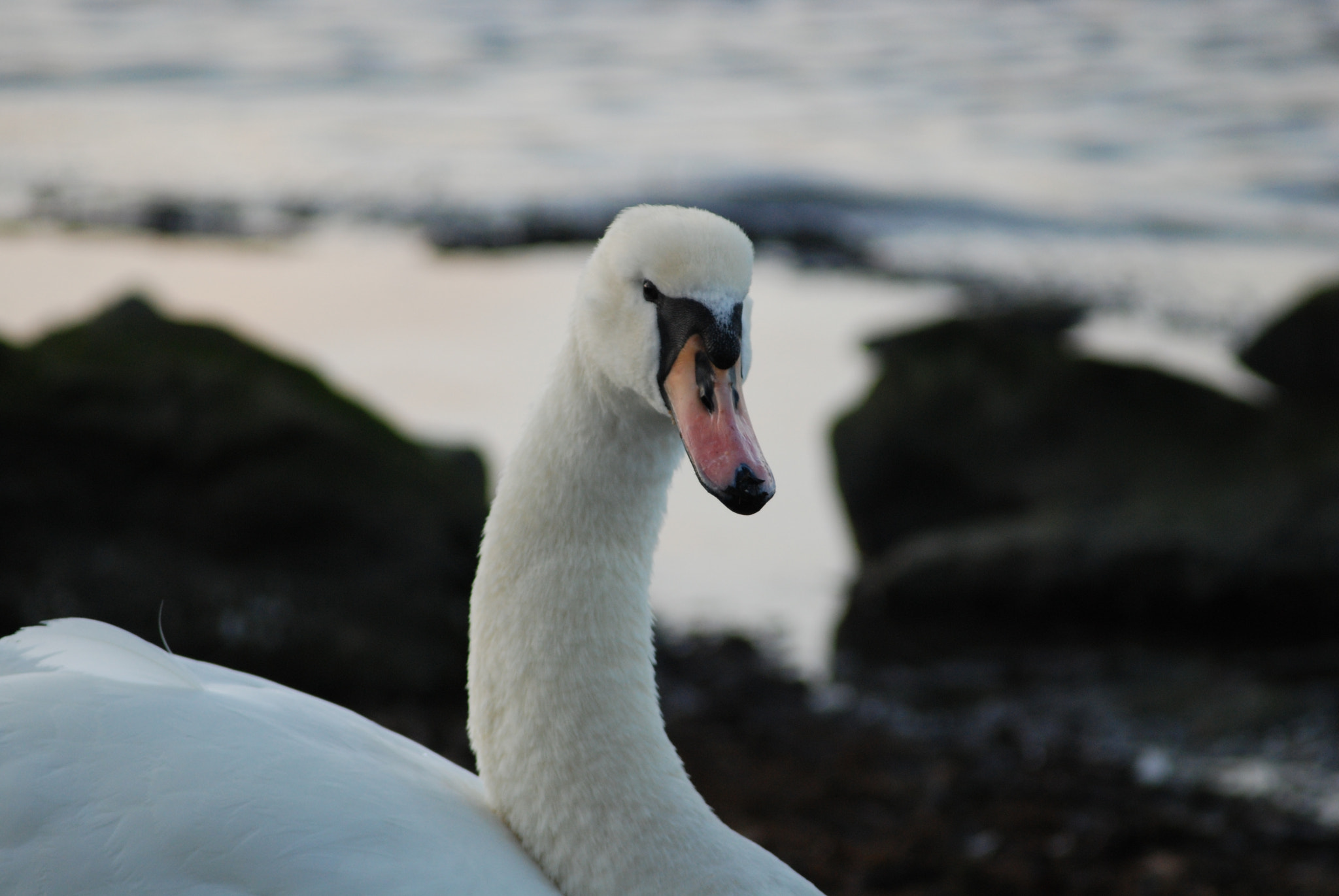 Nikon D80 + AF Zoom-Nikkor 80-200mm f/4.5-5.6D sample photo. A nice "fury" swan. photography