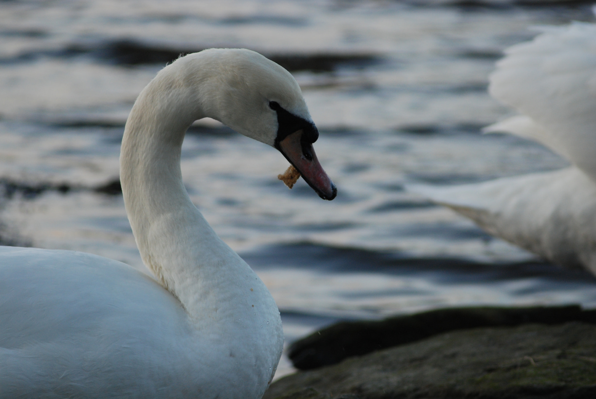 AF Zoom-Nikkor 80-200mm f/4.5-5.6D sample photo. Swan eating bread. photography