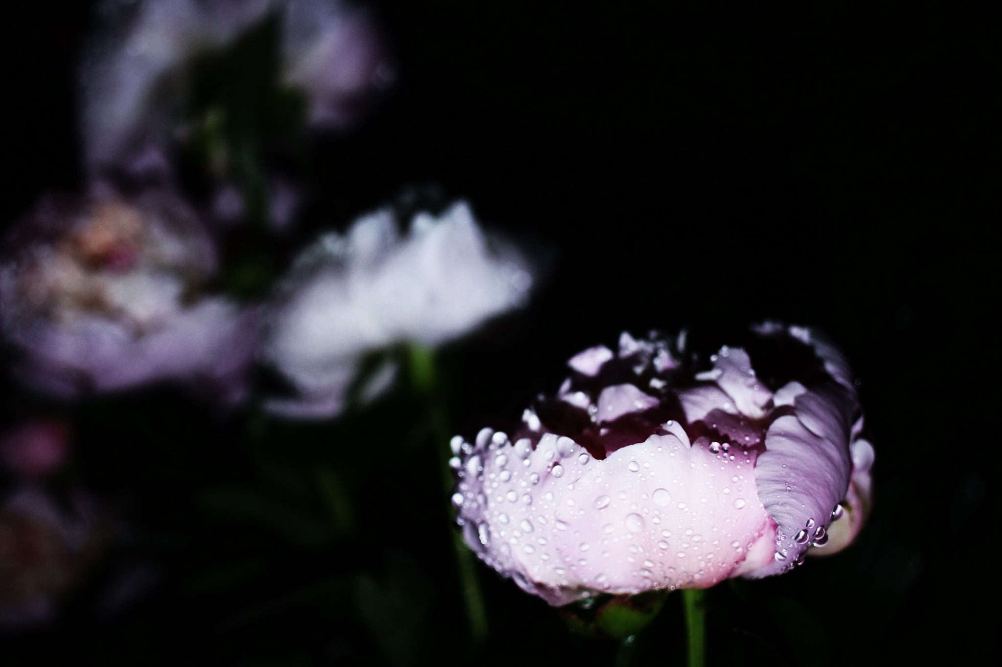 Canon EF 28mm F2.8 IS USM sample photo. Untitled photography