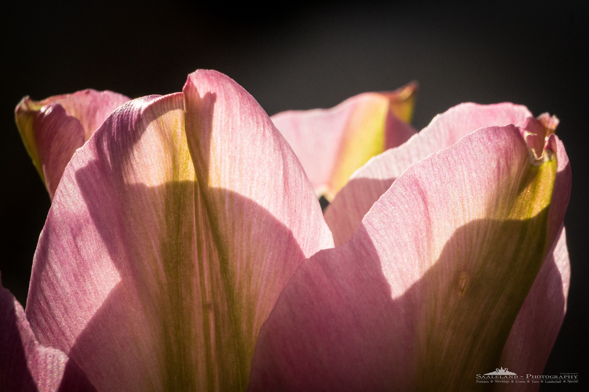 Tamron SP 35mm F1.8 Di VC USD sample photo. Tulip photography