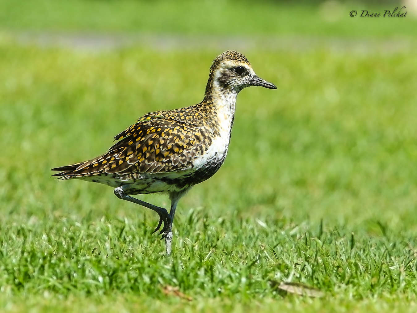 Canon EF 300mm F2.8L IS II USM sample photo. Pacific golden-plover photography