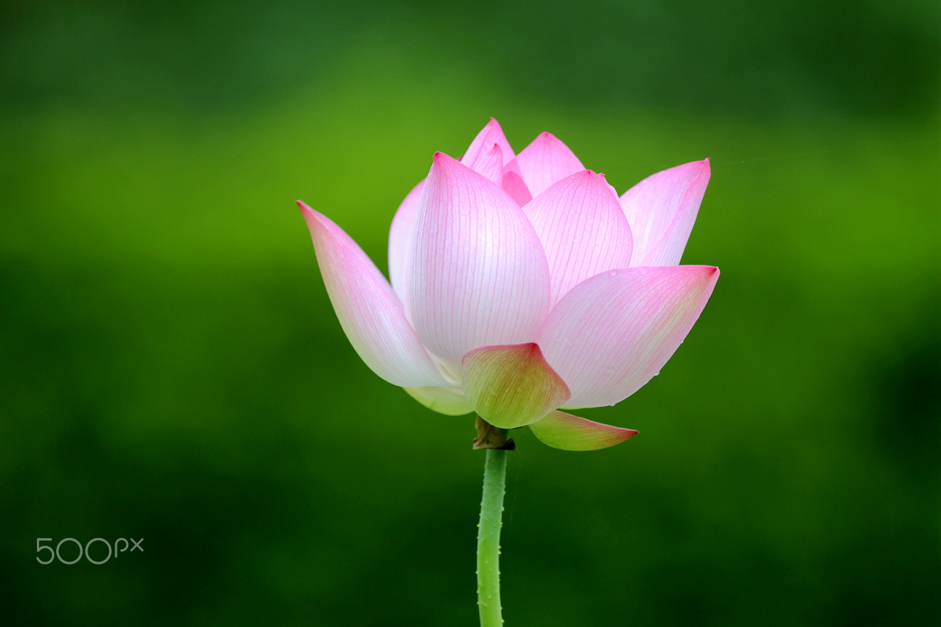Canon EF 100-400mm F4.5-5.6L IS USM sample photo. Waterlily after rain photography