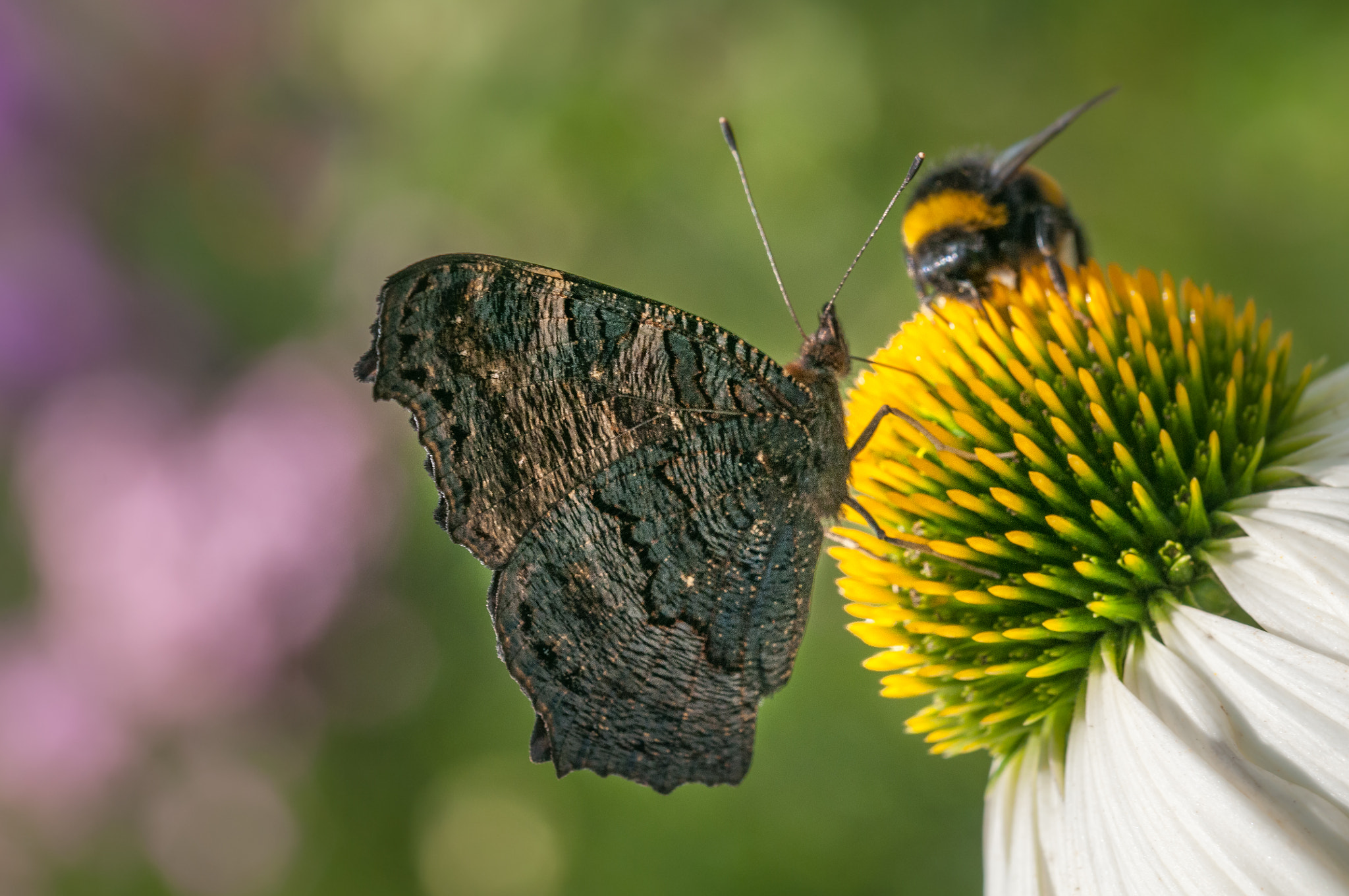 Sigma 105mm F2.8 EX DG OS HSM sample photo. Butterfly and bumblebee photography