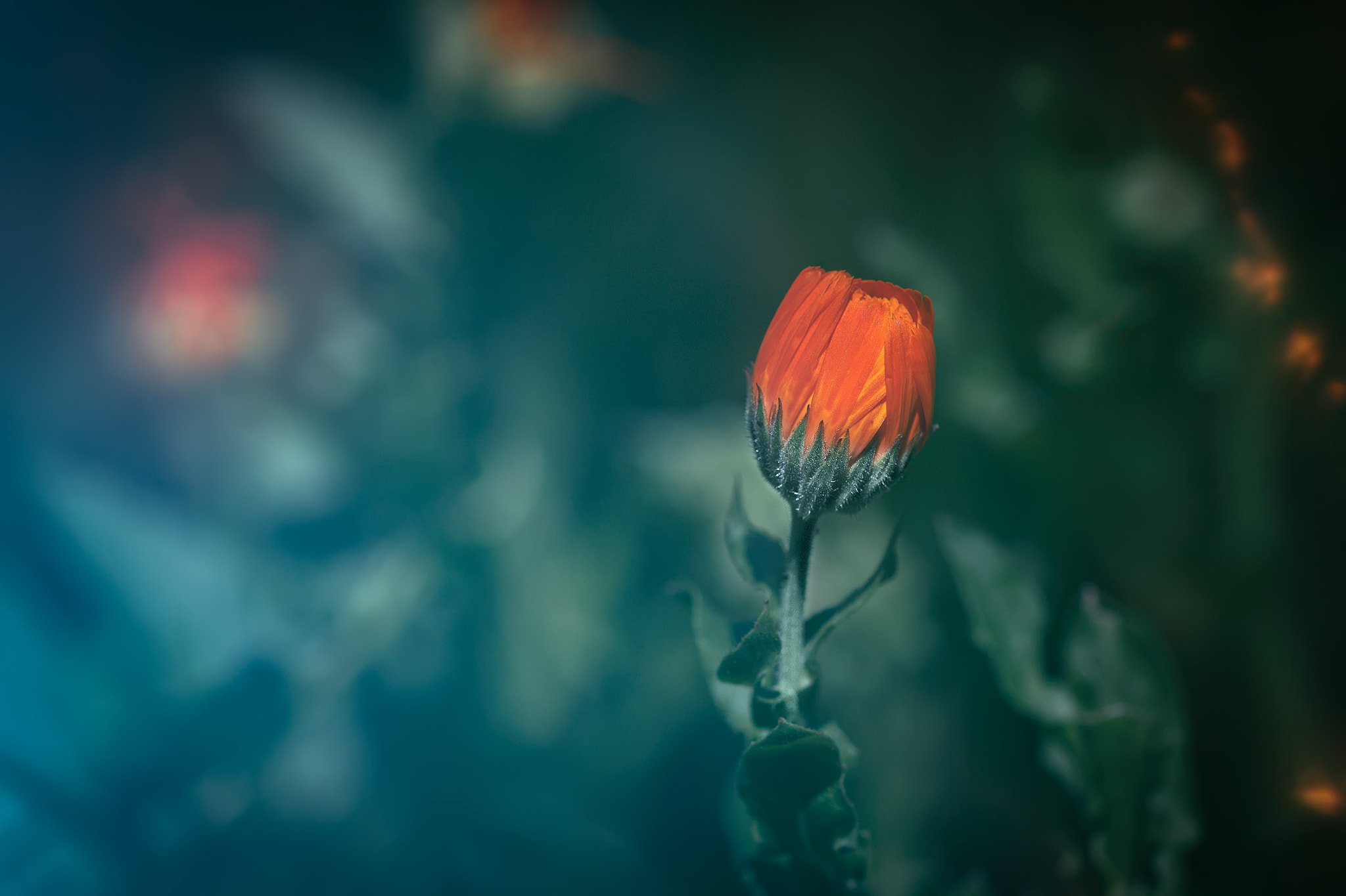 Canon EF 100mm F2.8 Macro USM sample photo. Morning photography