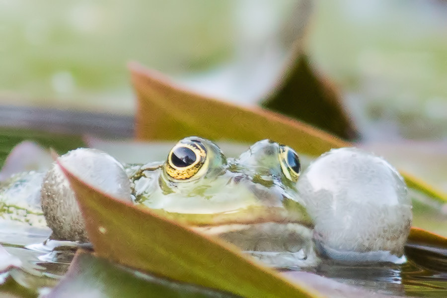 Canon EF 300mm F4L IS USM sample photo. Teichfrosch photography
