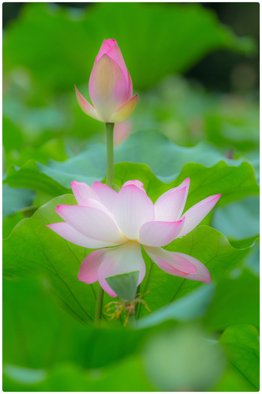 Canon EF 70-200mm F2.8L IS II USM sample photo. Lotus photography