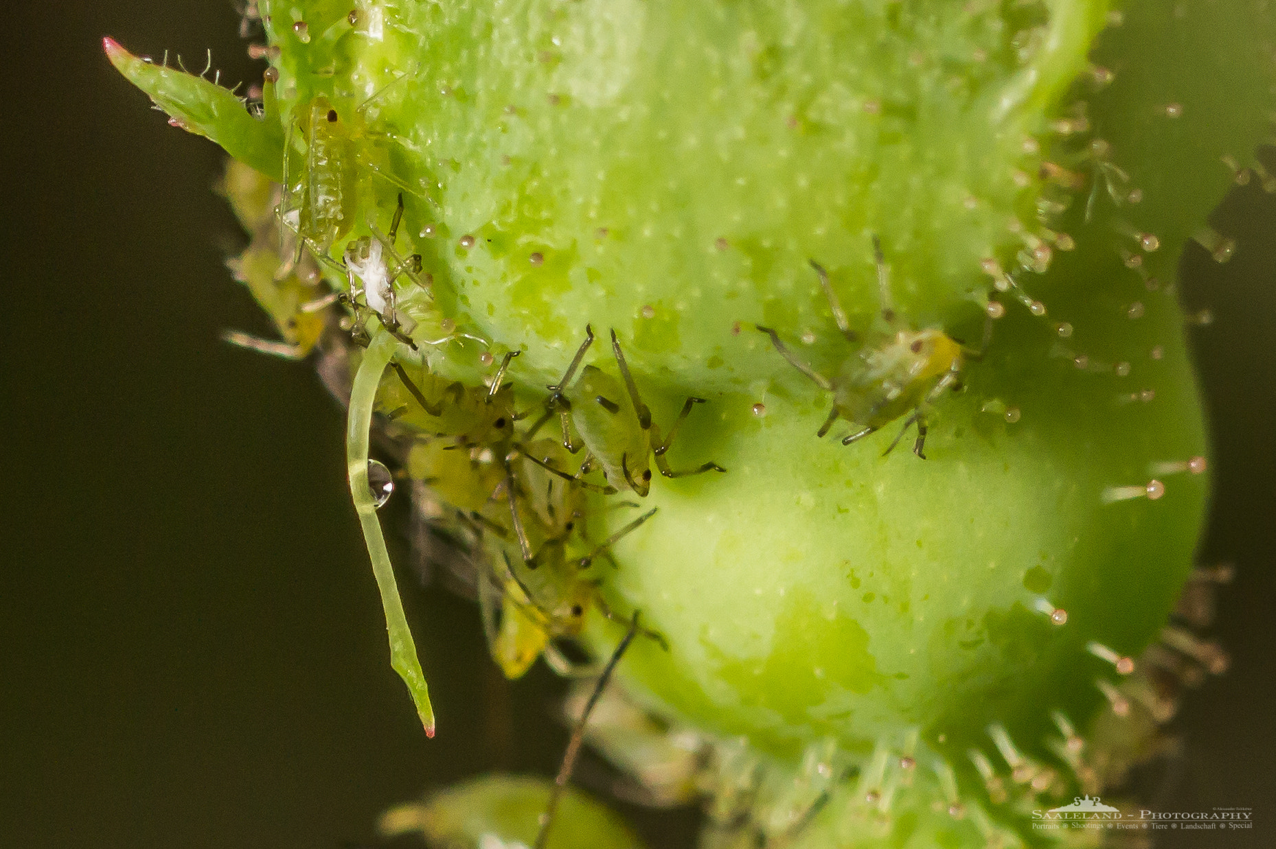 Tamron SP 35mm F1.8 Di VC USD sample photo. Baby aphid colony photography