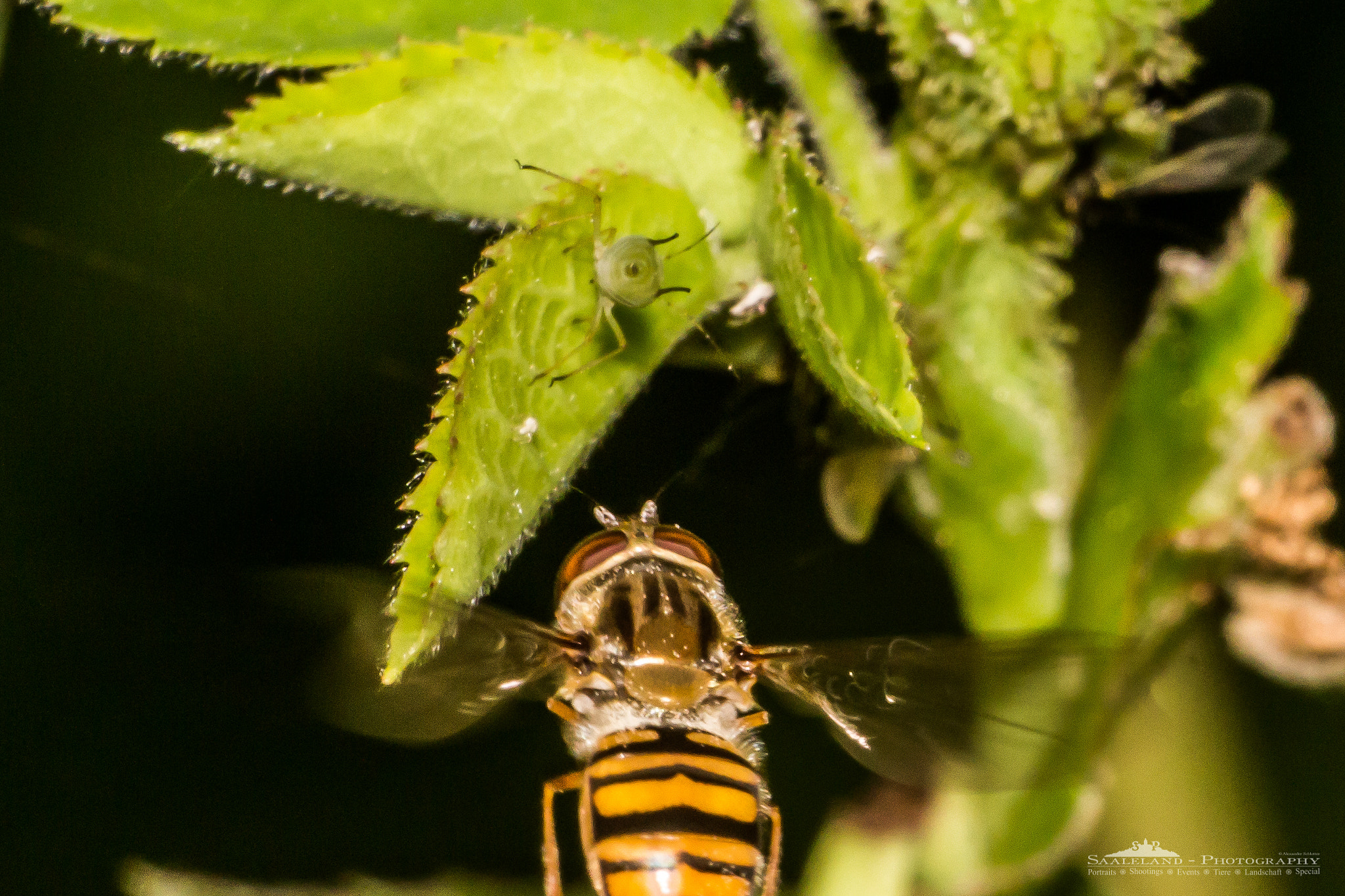 Tamron SP 35mm F1.8 Di VC USD sample photo. Out of my way, aphid! photography