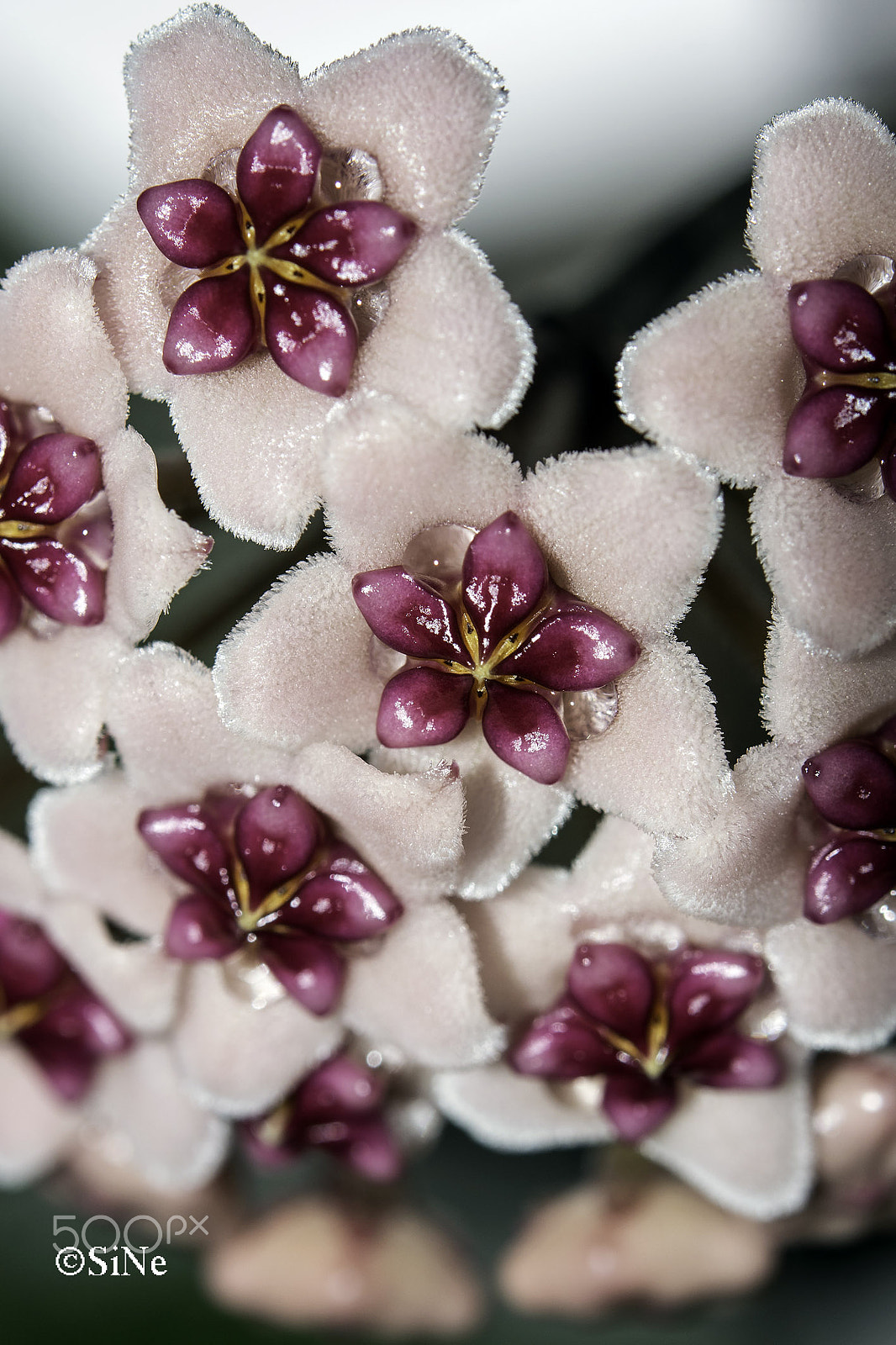 Nikon AF-S Micro-Nikkor 60mm F2.8G ED sample photo. Hoya--porzellanblume--wachsblume photography