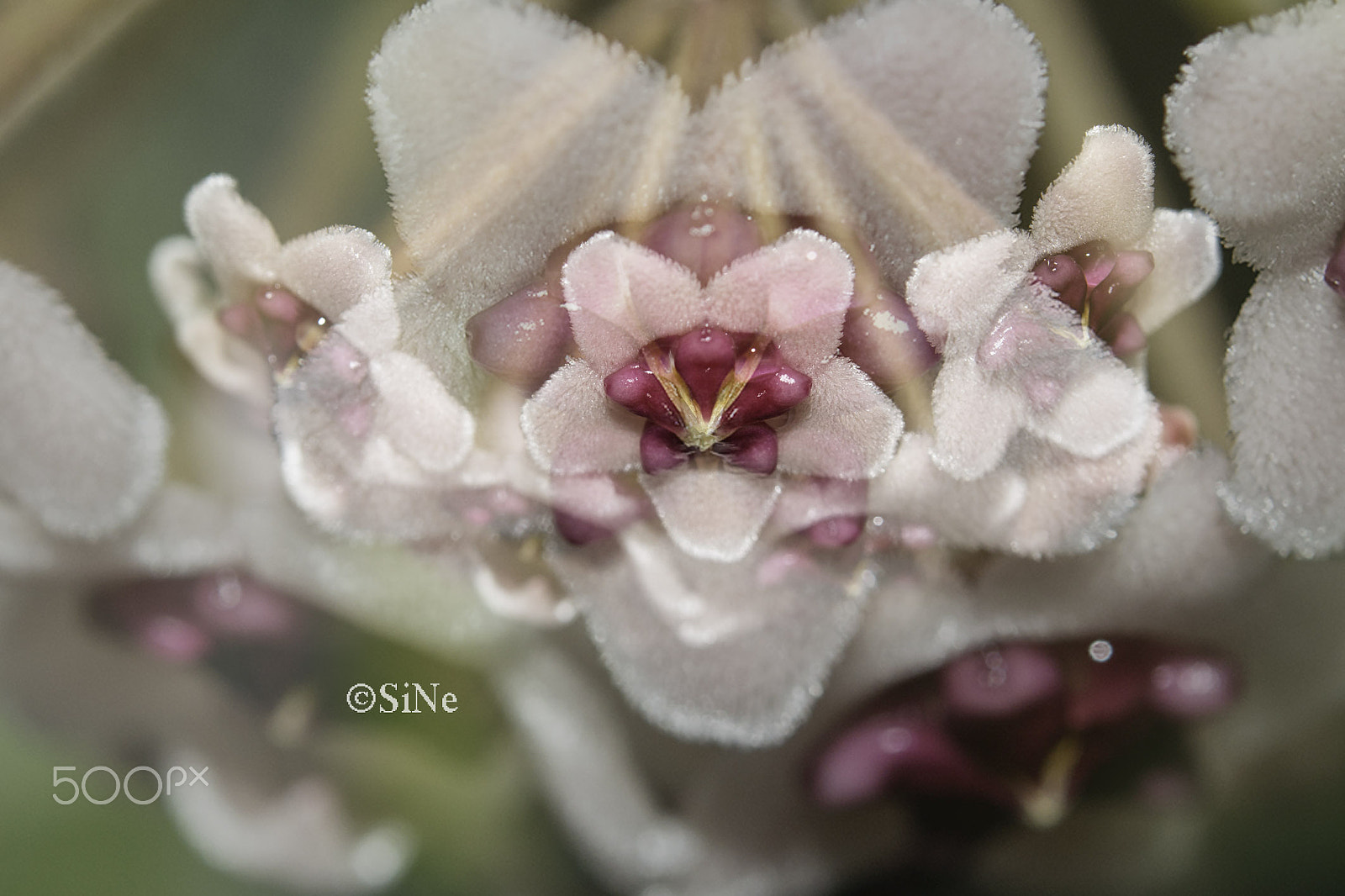 Nikon AF-S Micro-Nikkor 60mm F2.8G ED sample photo. Hoya--porzellanblume--wachsblume photography