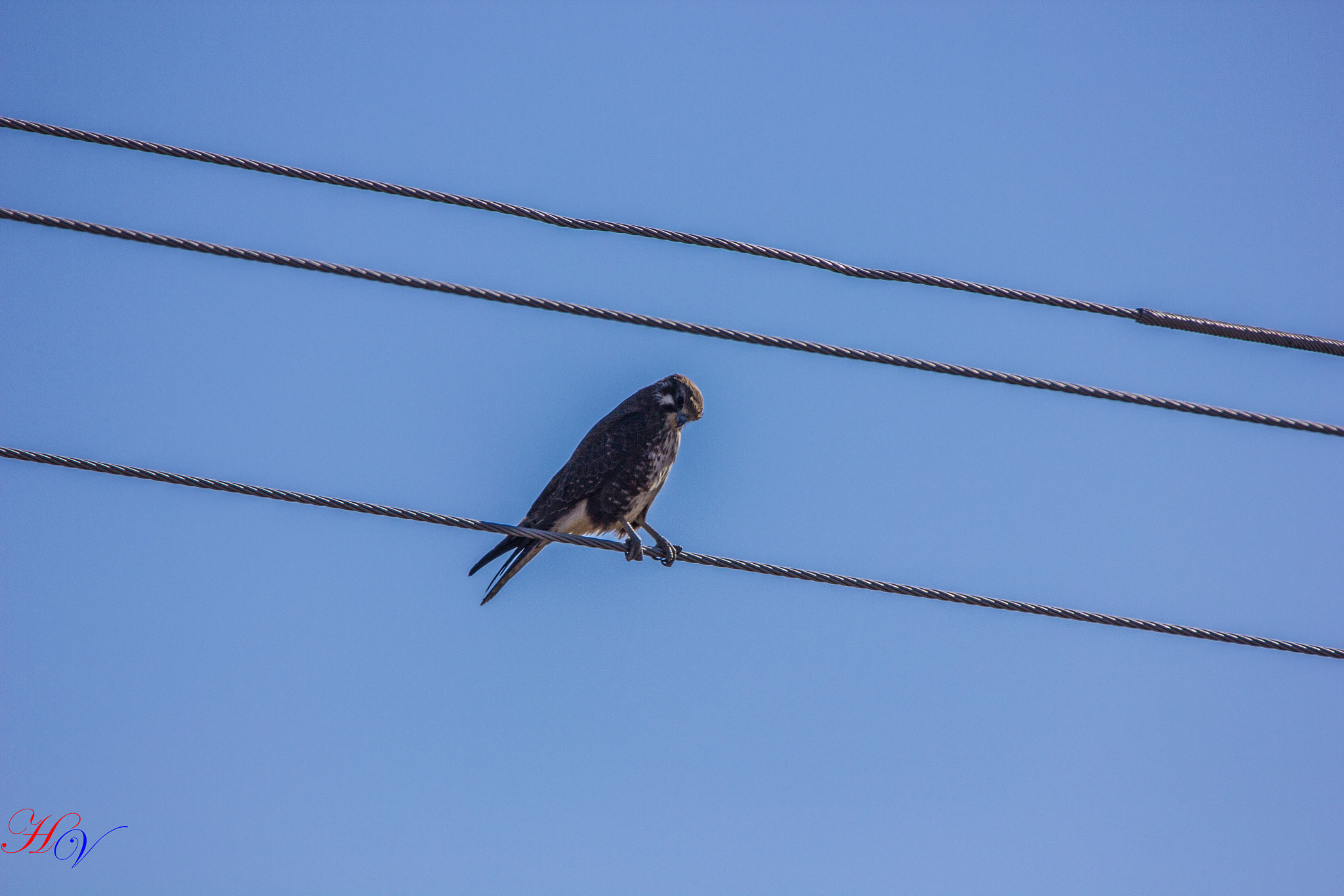 Tamron SP 150-600mm F5-6.3 Di VC USD sample photo