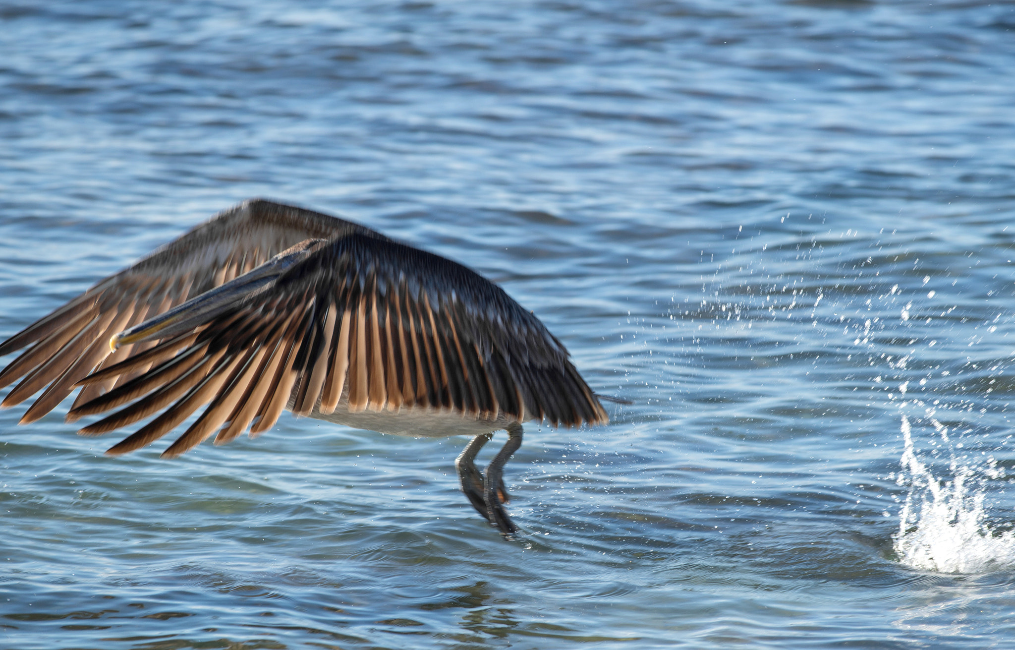 Nikon D4S + Nikon AF-S Nikkor 300mm F4D ED-IF sample photo. Wings and sprays photography