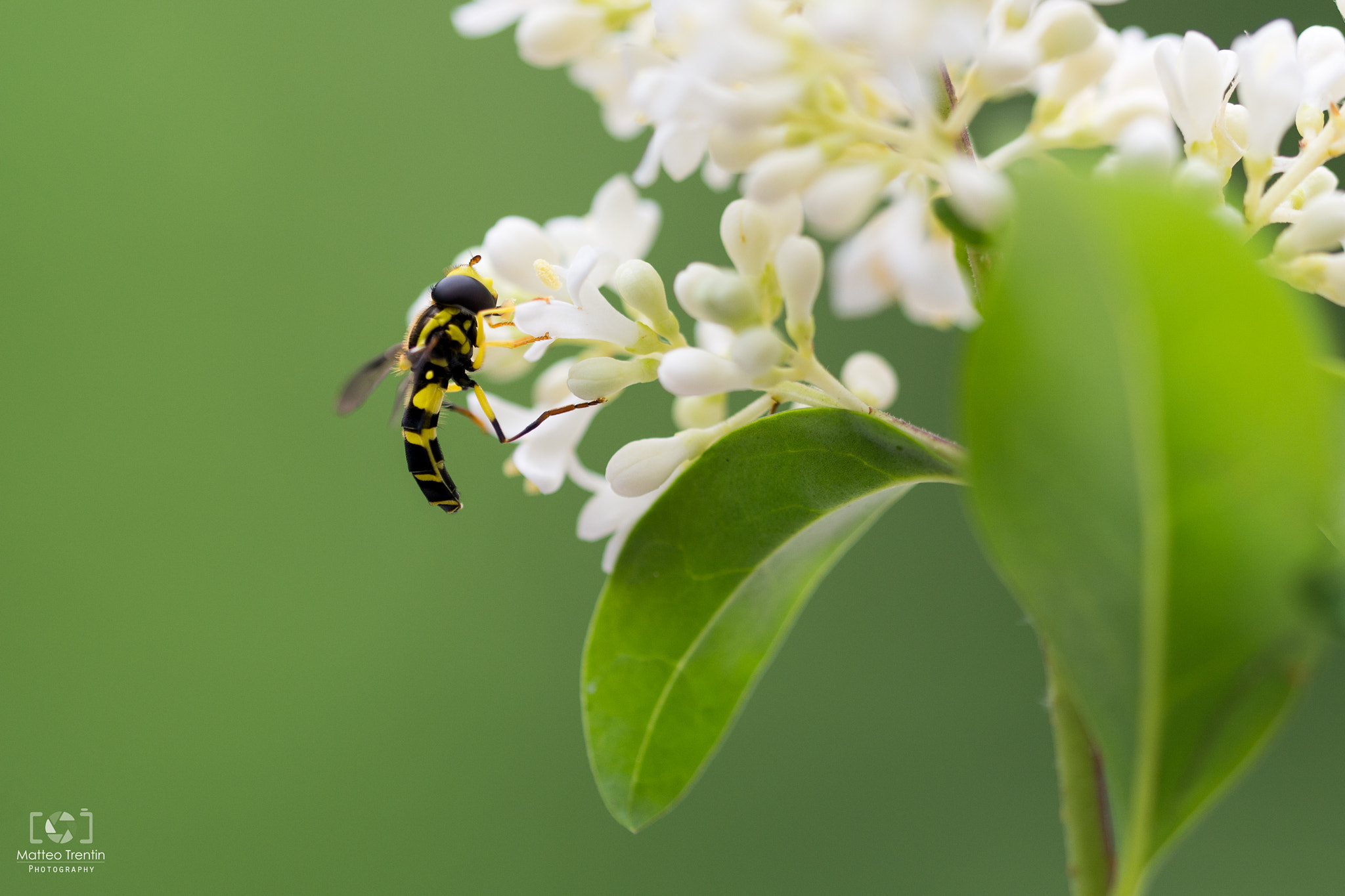 Sigma 150mm F2.8 EX DG OS Macro HSM sample photo