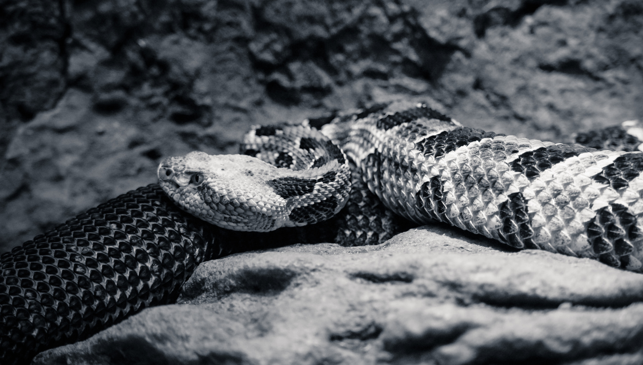 Samsung NX500 + NX 50-200mm F4-5.6 sample photo. Don't tread on me photography