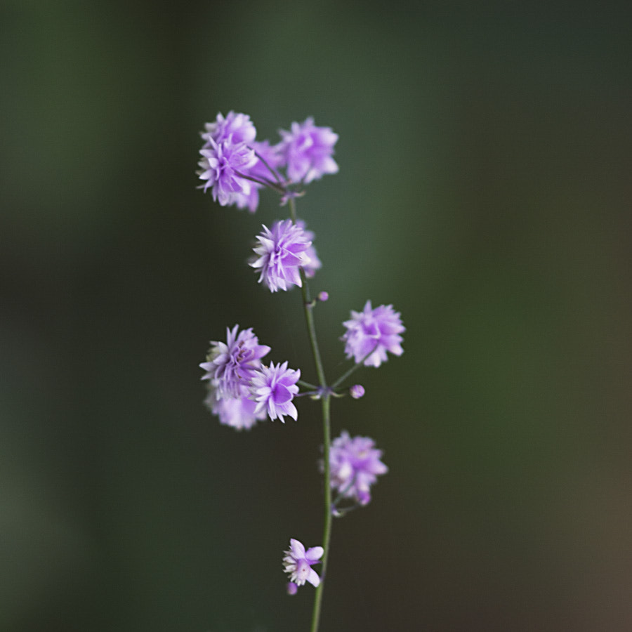 Sigma APO Macro 150mm f/2.8 EX DG HSM sample photo. Floral photography