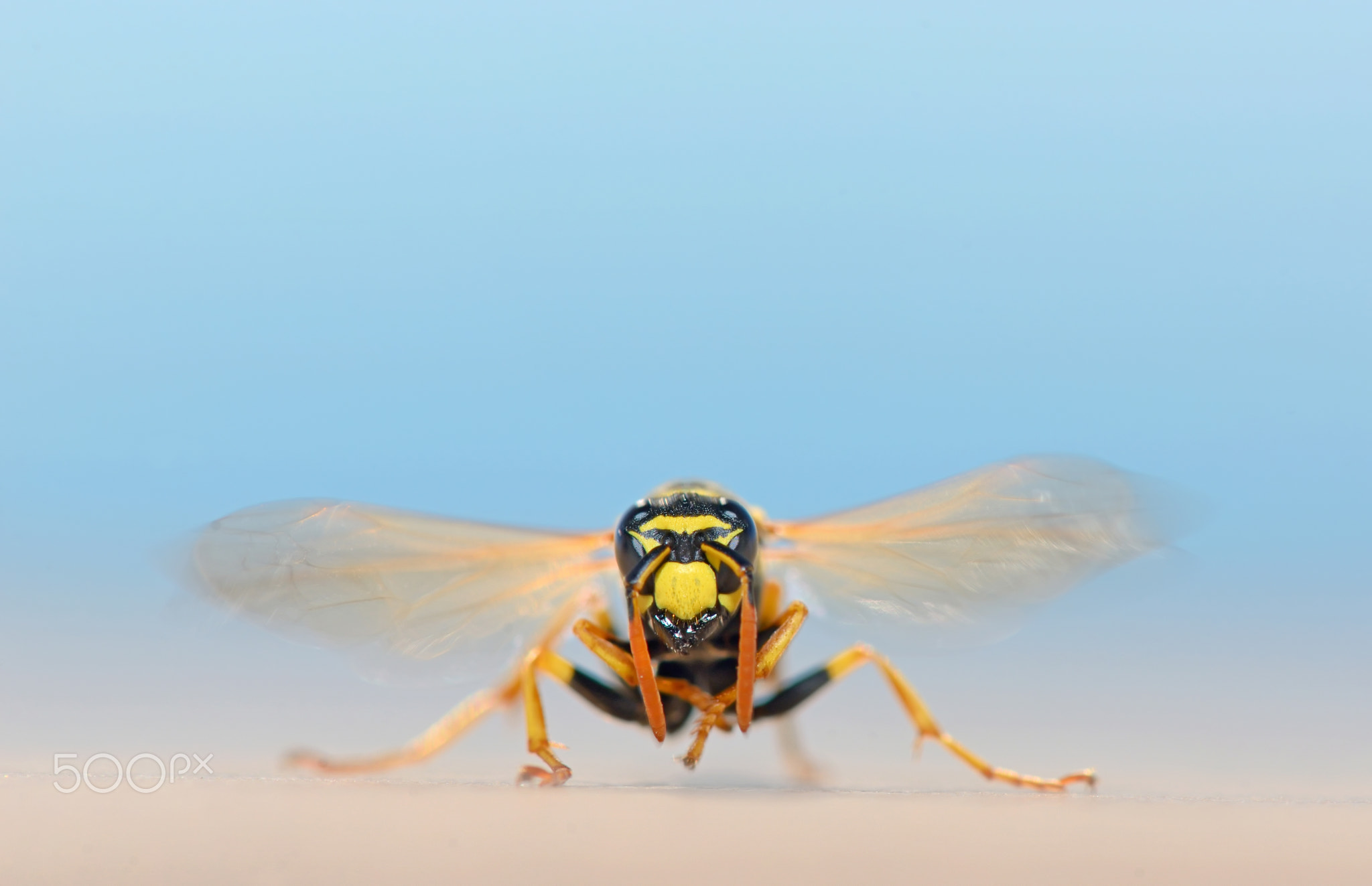 macro wasp in nature