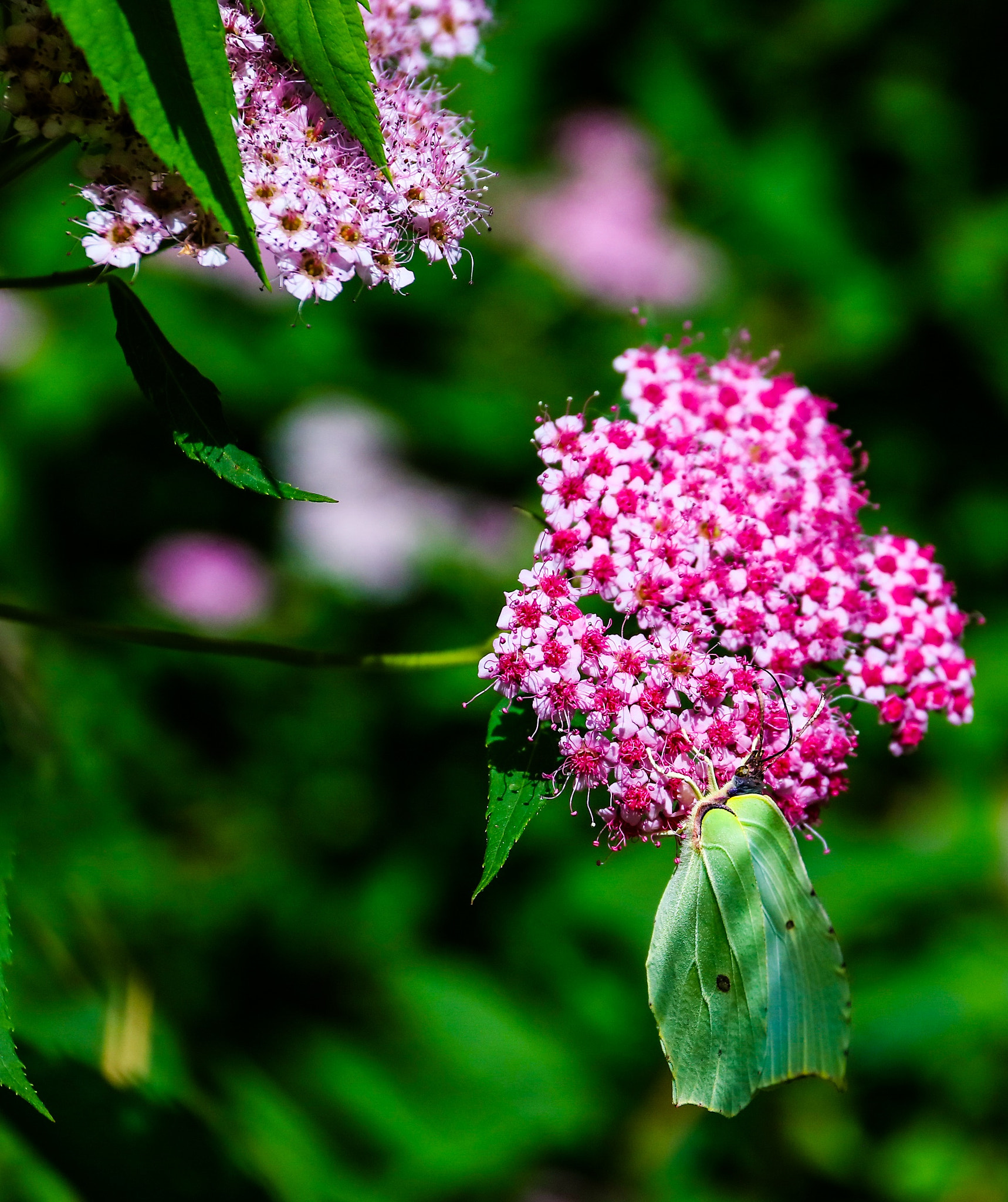 Canon EOS 5DS sample photo