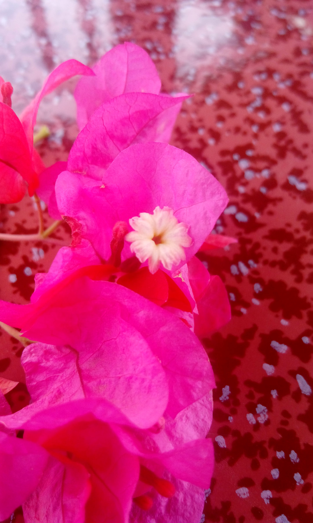 HTC DESIRE 820G PLUS DUAL SIM sample photo. A pink flower photography