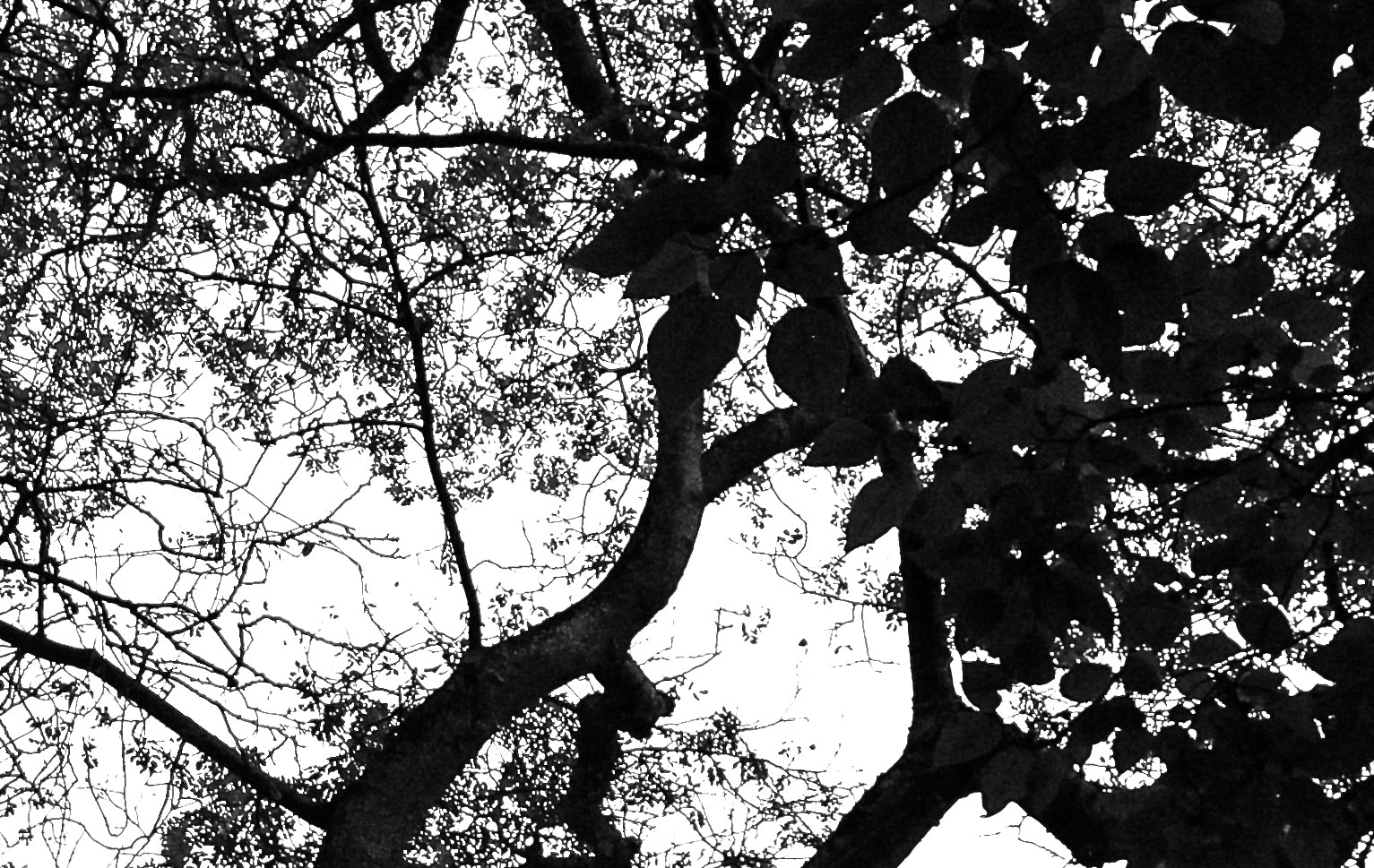 Canon EOS 700D (EOS Rebel T5i / EOS Kiss X7i) sample photo