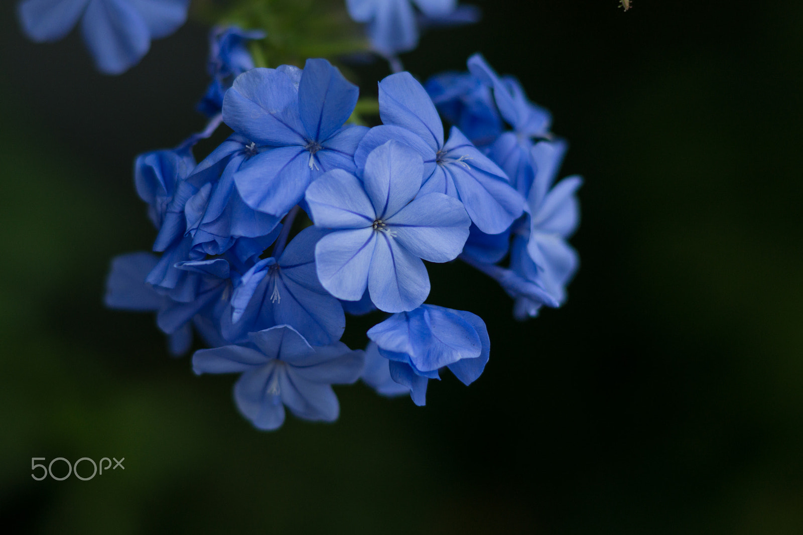 Sony SLT-A77 + Sony 85mm F2.8 SAM sample photo. Blue flower photography