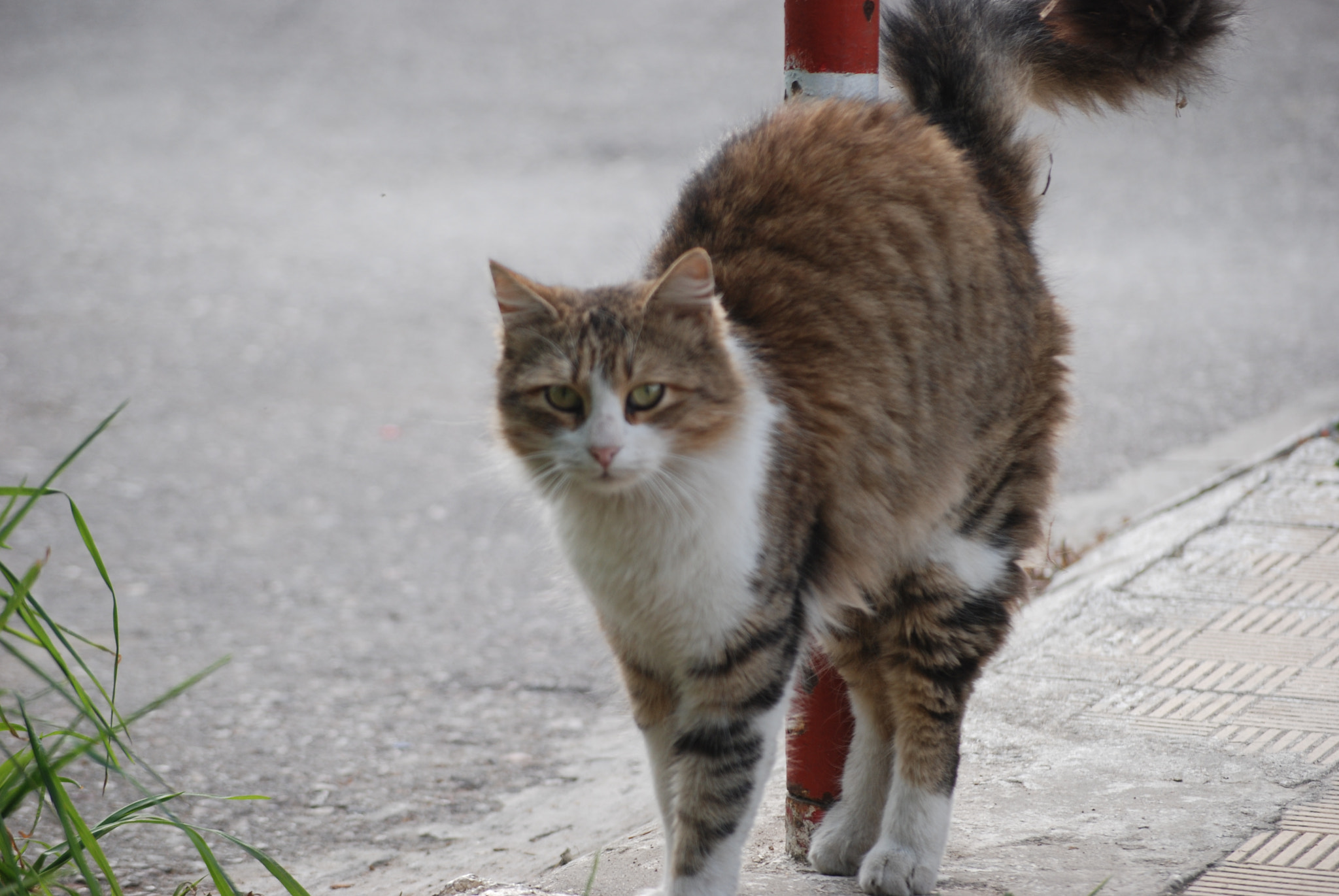 Nikon D80 + Sigma 55-200mm F4-5.6 DC sample photo. Cats photography