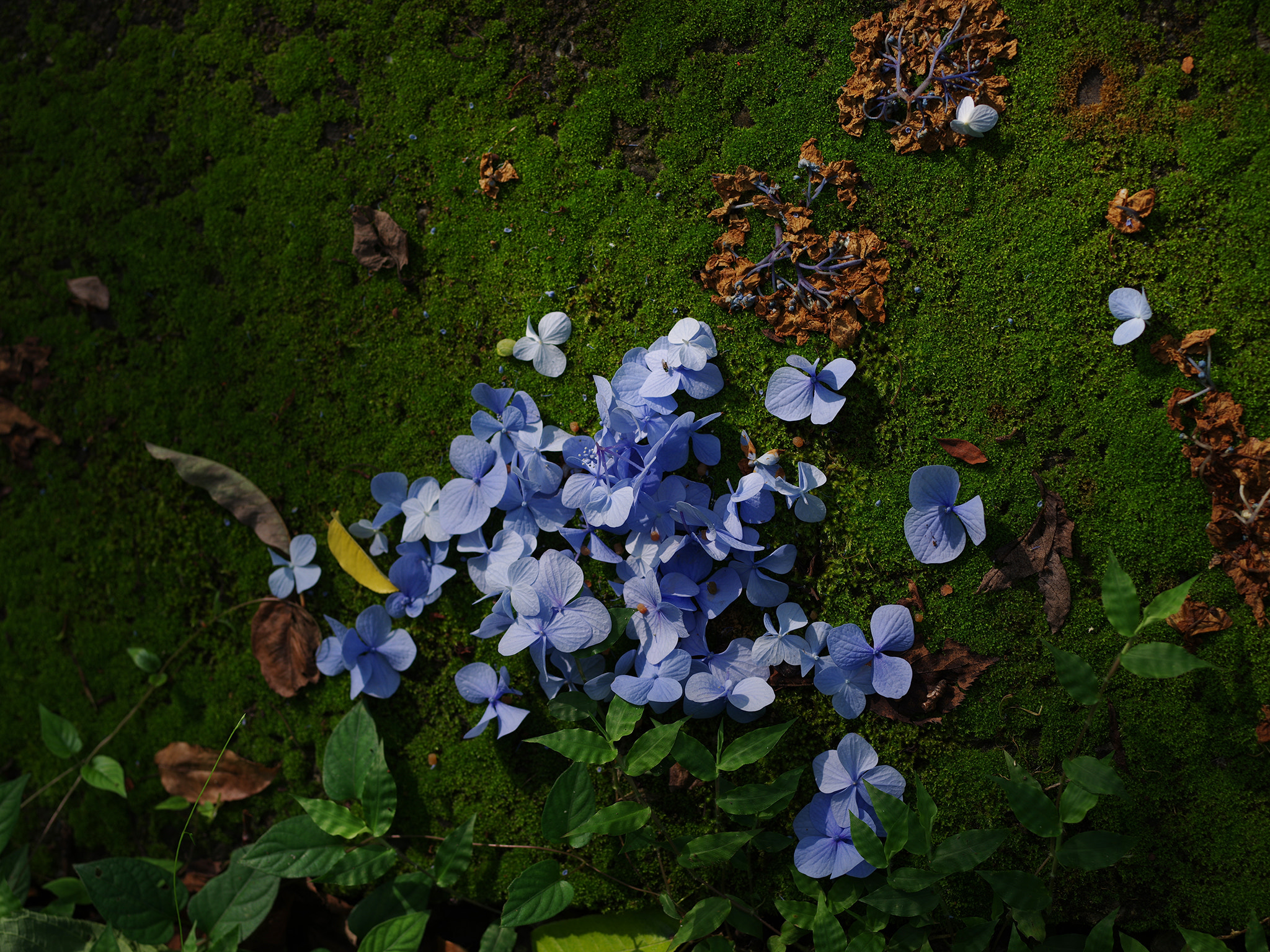 smc PENTAX-FA 645 75mm F2.8 sample photo. Hydrangea photography