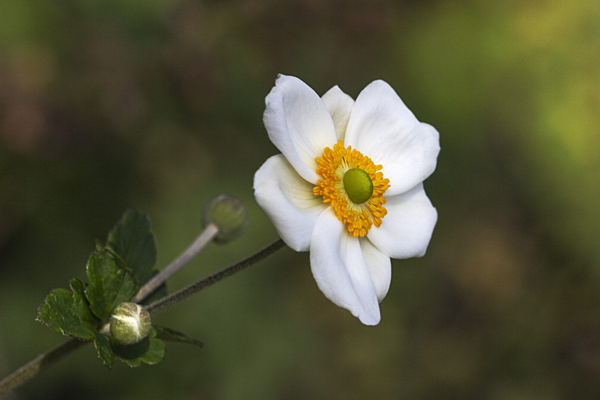 Sigma APO Macro 150mm f/2.8 EX DG HSM sample photo. Jardins de roquelin photography