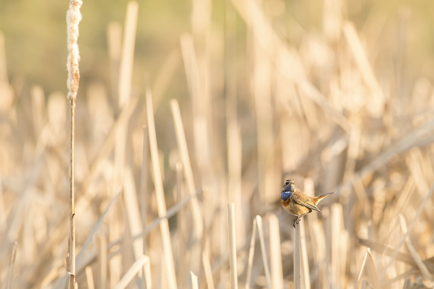 Nikon D4S + Nikon AF-S Nikkor 600mm F4G ED VR sample photo. Bluethroat photography