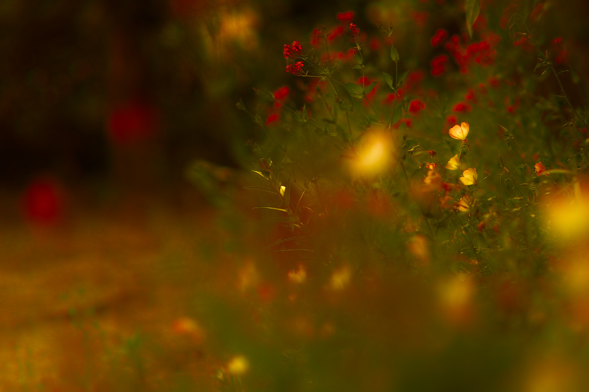 Sigma SD1 Merrill + Sigma 85mm F1.4 EX DG HSM sample photo. Fumi photography
