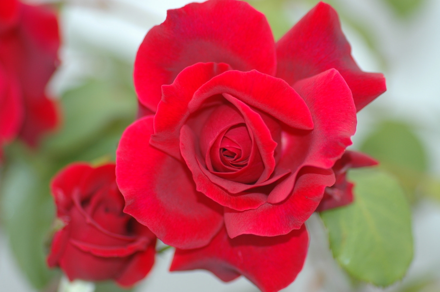 Nikon D70s + Sigma Macro 90mm F2.8 sample photo. Dsc_7266__1.jpg photography
