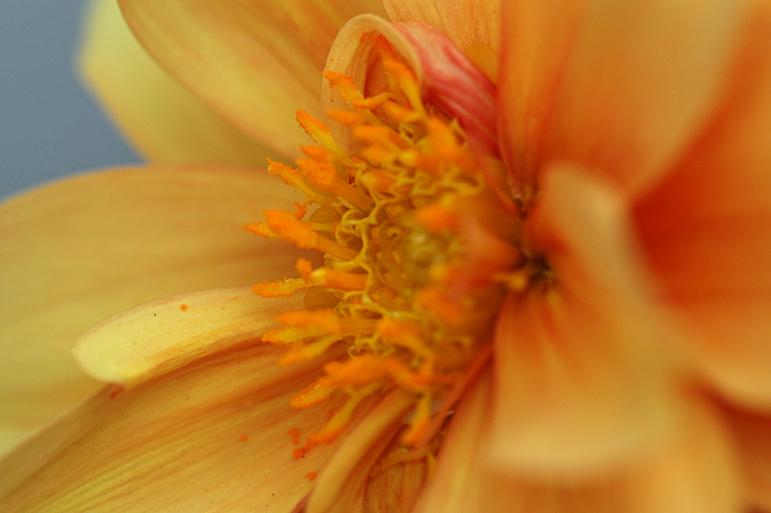 Nikon D70s + Sigma Macro 90mm F2.8 sample photo. A photography