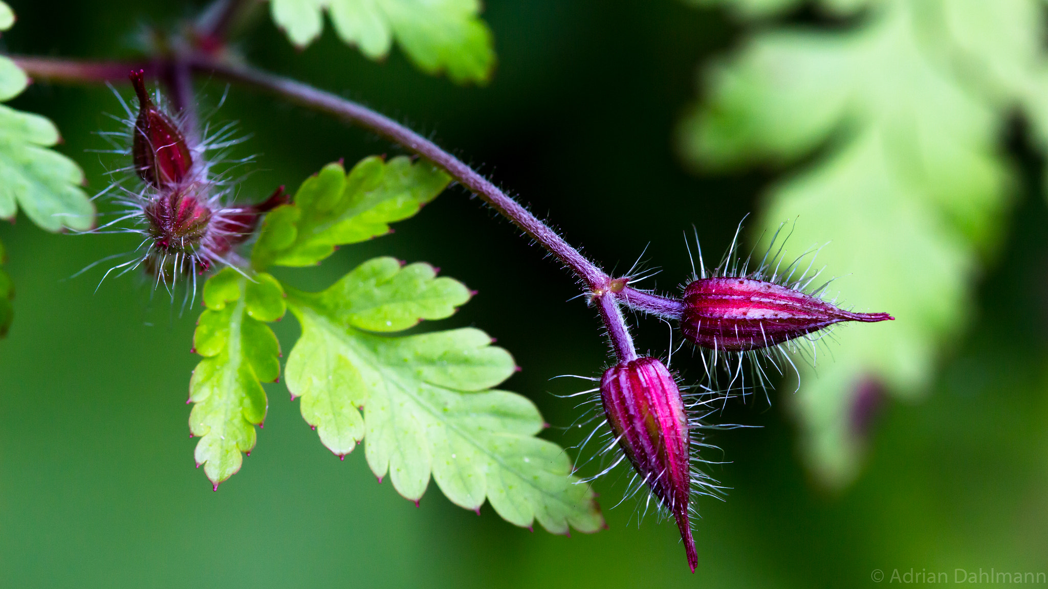 Canon EF 100mm F2.8 Macro USM sample photo. A beautiful bud photography