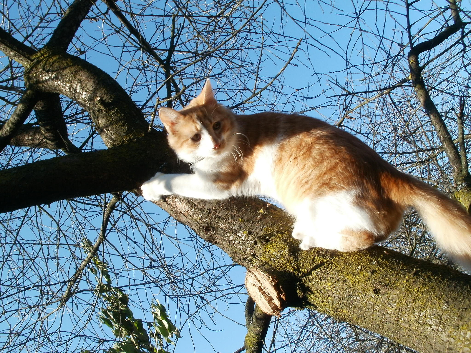 Olympus FE47,X43 sample photo. Cat photography