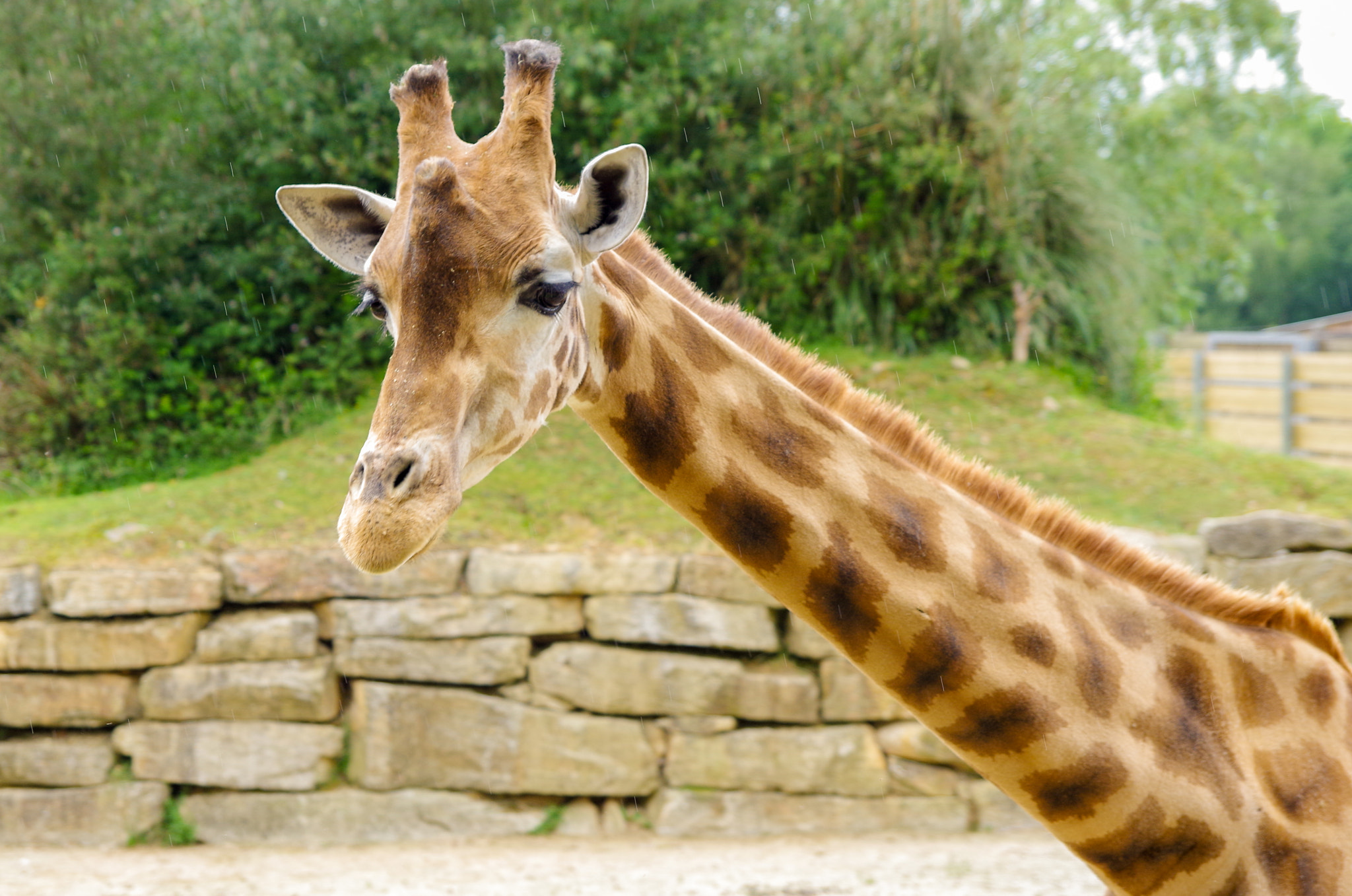 Pentax K-30 sample photo. Giraffe at branféré photography