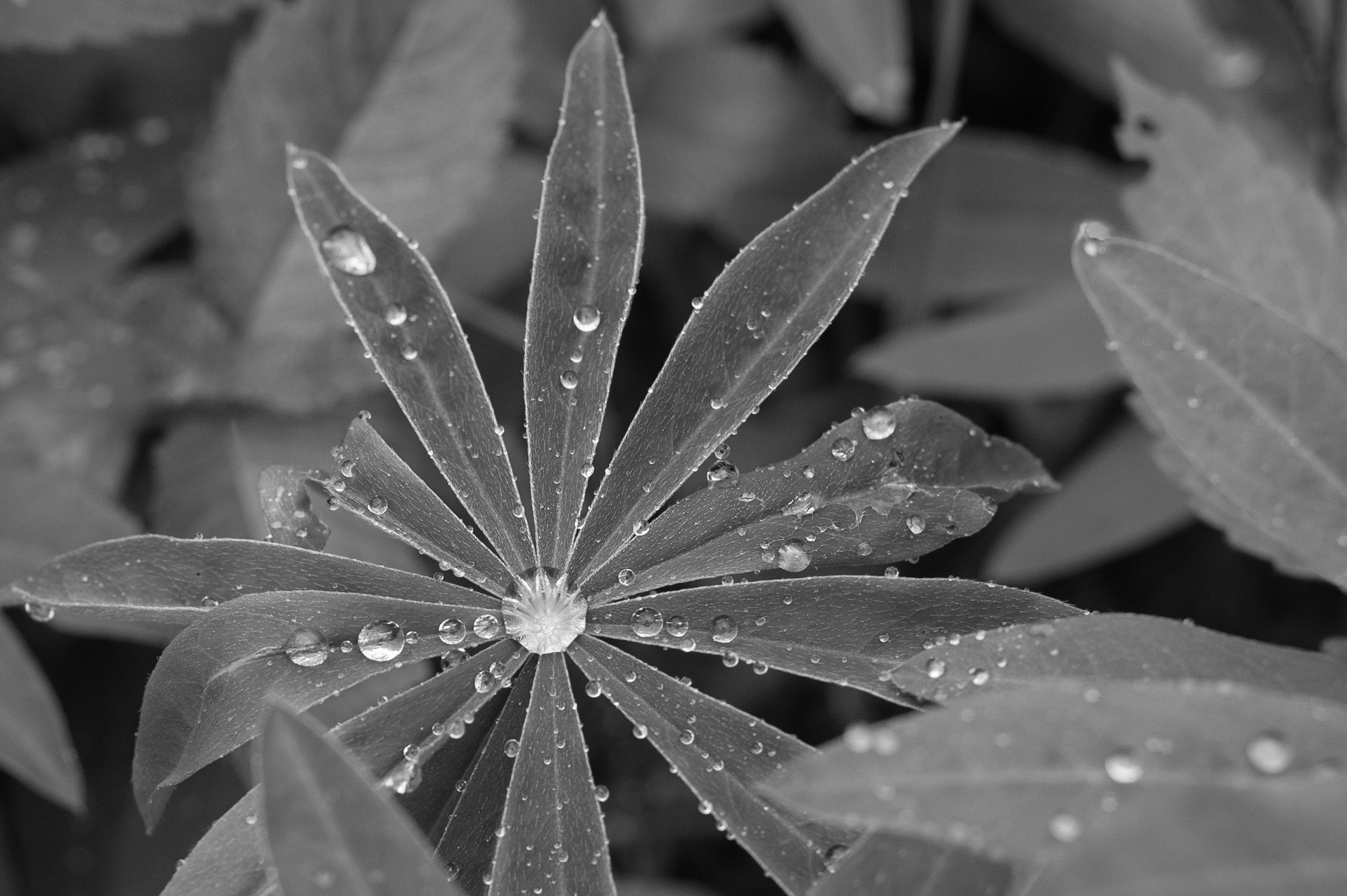 Nikon D3S + AF Nikkor 50mm f/1.8 sample photo. 13 - 06 - 2016 lupine (lupinus). photography