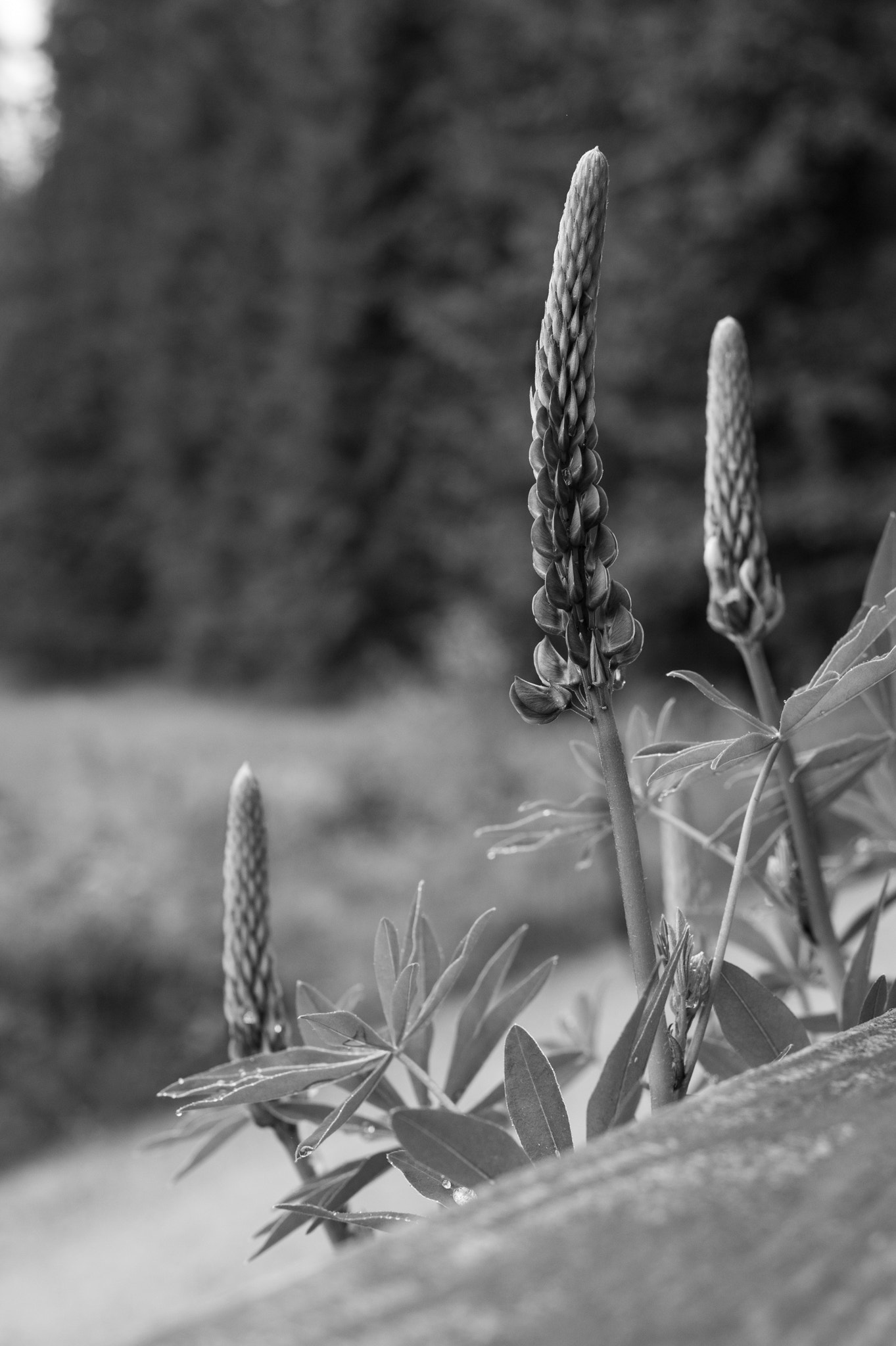 Nikon D3S + AF Nikkor 50mm f/1.8 sample photo. 13 - 06 - 2016 lupine (lupinus). photography