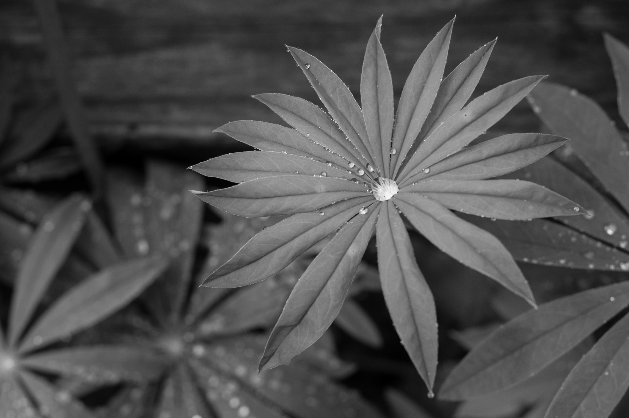 Nikon D3S + AF Nikkor 50mm f/1.8 sample photo. 13 - 06 - 2016 lupine (lupinus). photography