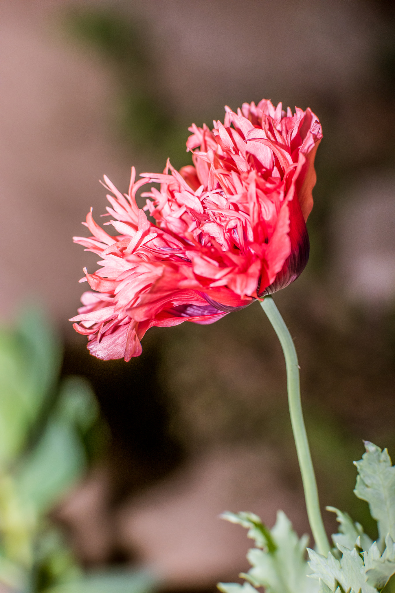 NX 50-150mm F2.8 S sample photo. Poppies of the night photography