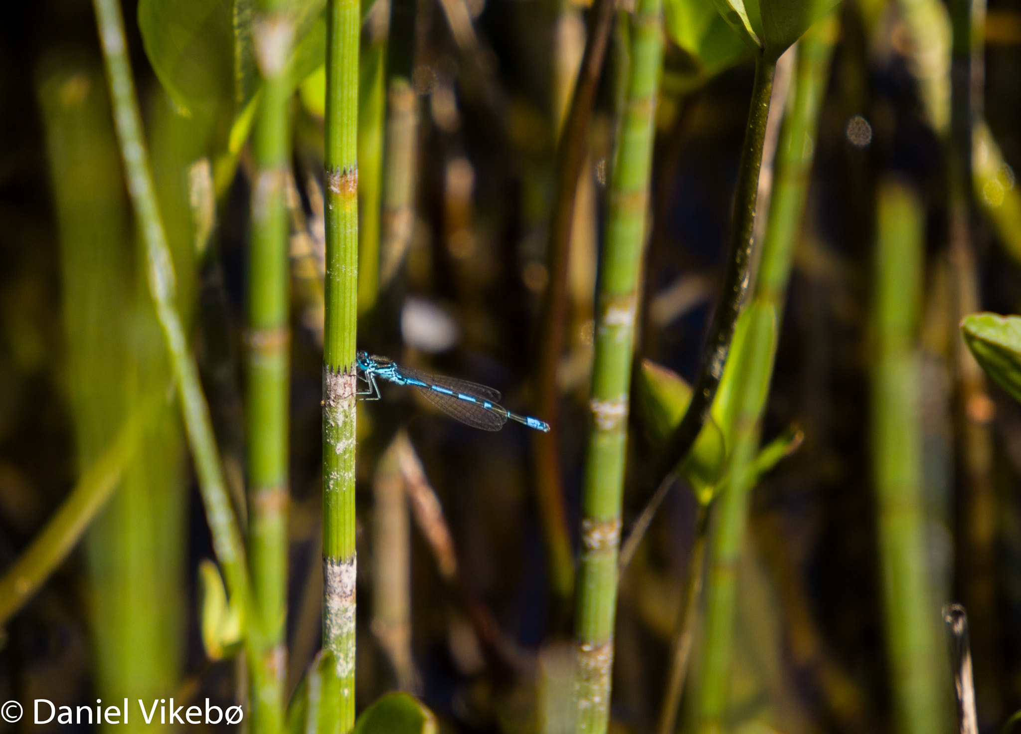 Sigma 50-500mm f/4-6.3 APO HSM EX sample photo. Dragonfly photography