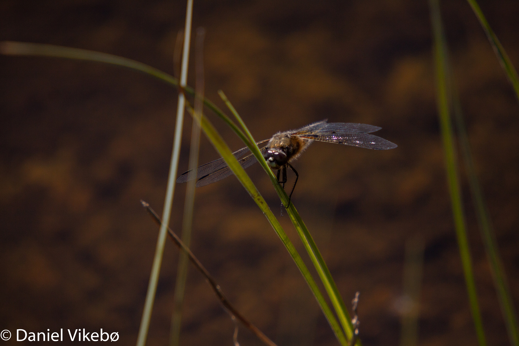 Sigma 50-500mm f/4-6.3 APO HSM EX sample photo. Dragonfly photography