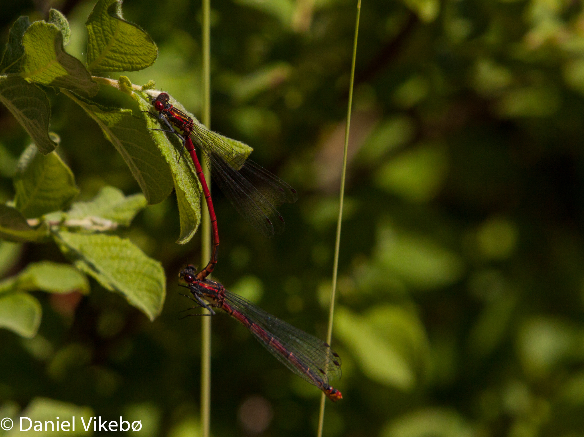 Sigma 50-500mm f/4-6.3 APO HSM EX sample photo. Dragonfly photography