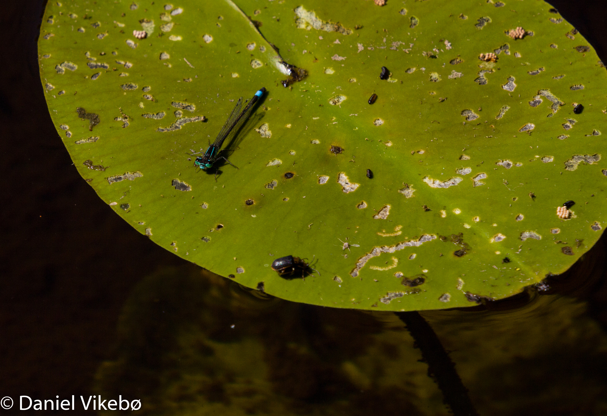 Sigma 50-500mm f/4-6.3 APO HSM EX sample photo. Dragonfly photography