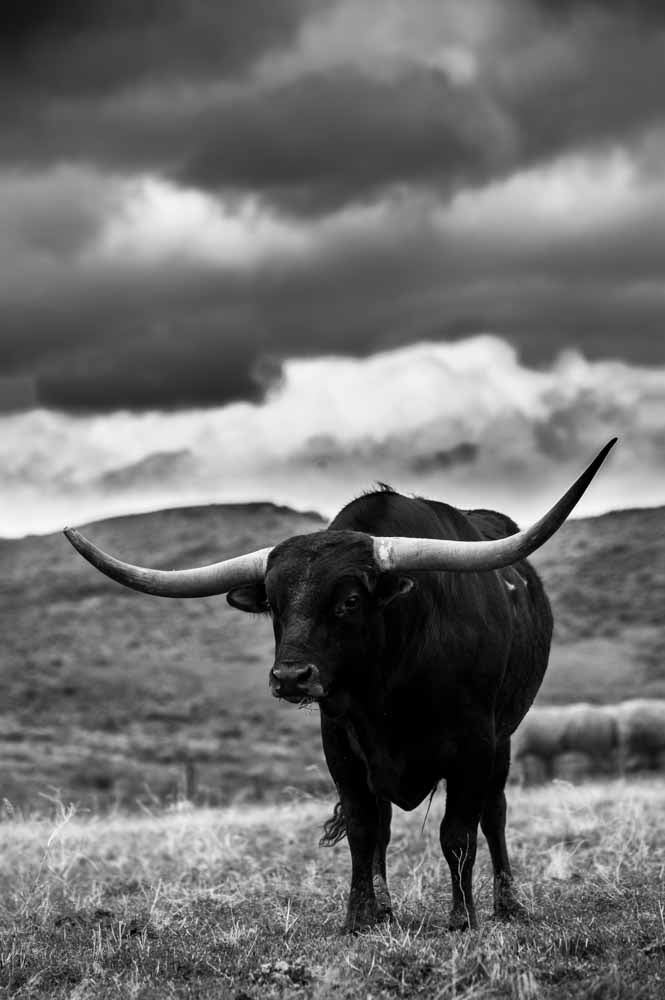 Nikon D3 sample photo. Horns photography