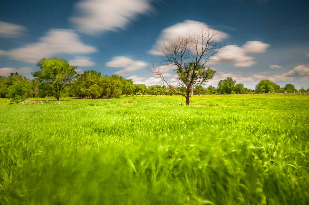 Nikon AF-S Nikkor 18-35mm F3.5-4.5G ED sample photo. Wind in the grass photography