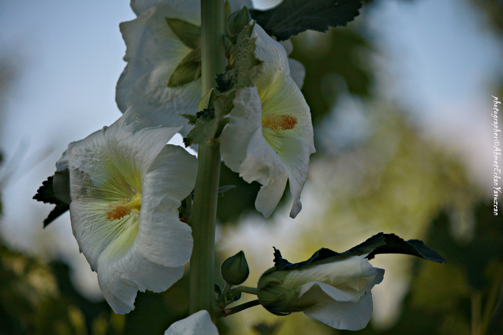 Canon EOS 500D (EOS Rebel T1i / EOS Kiss X3) sample photo. Pure - saf photography