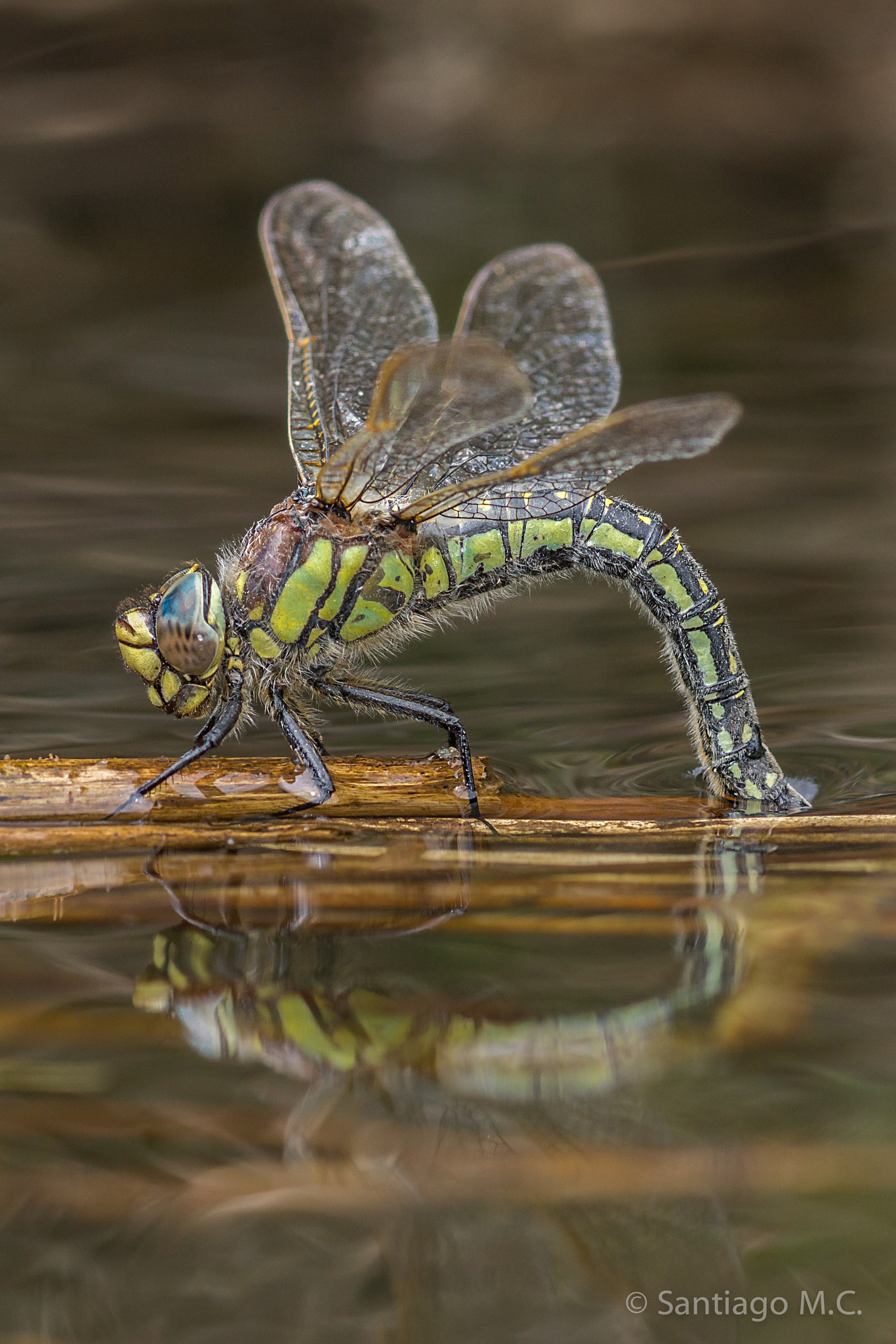 Sony SLT-A77 + Sony 100mm F2.8 Macro sample photo. Brachytron pratense- ovoposición photography